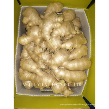 Fresh Vegetables Ginger Air-Dry-Ginger Factory